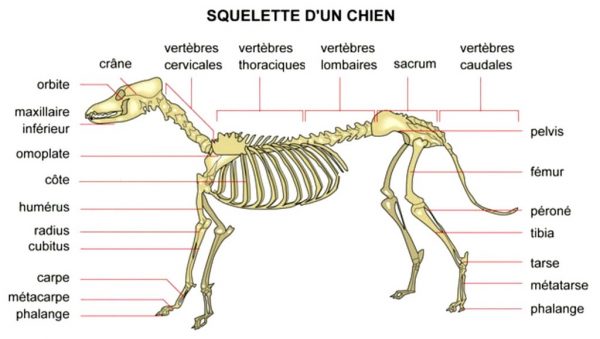 squelette-chien
